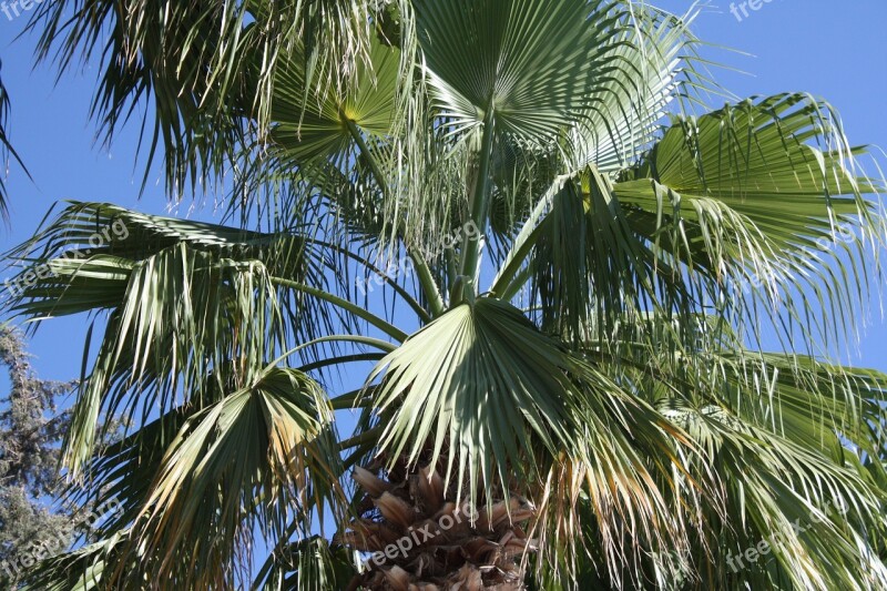 Palma Foliage Tropical Greece Palm Trees