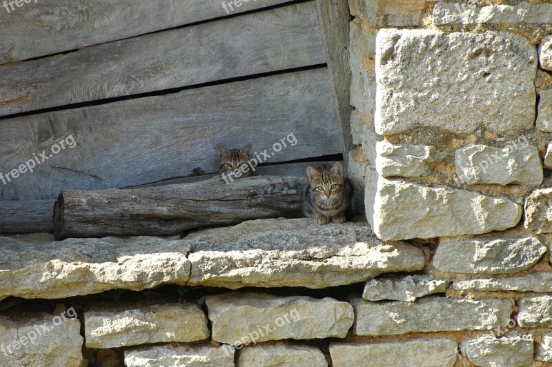 Cat Farm Burgundy Domestic Cat Bauer Cat