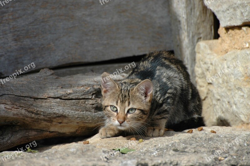 Cat Farm Burgundy Domestic Cat Bauer Cat