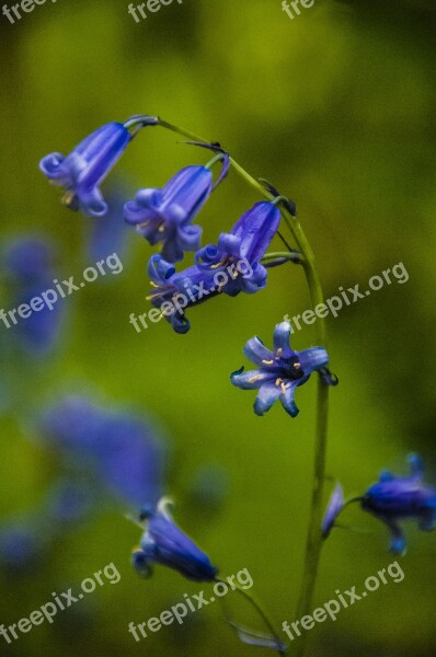 Bluebell Flower Blue Nature Spring