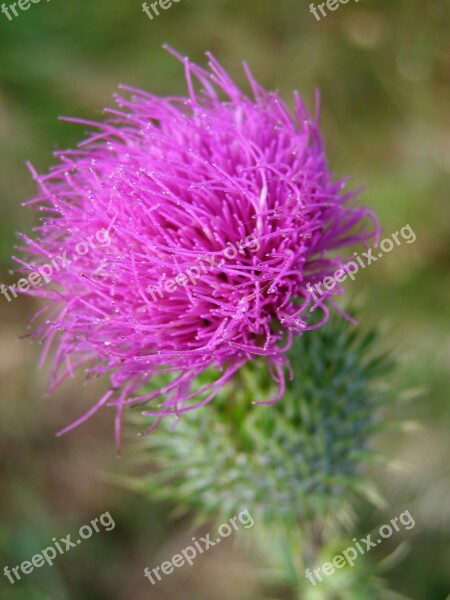 Thistle Flower Pink Wild Plant Cirsium