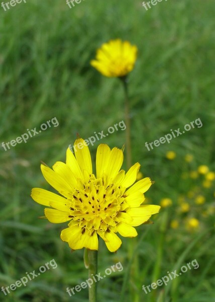 Meadow Salsify Spring Flower Yellow Flower Field