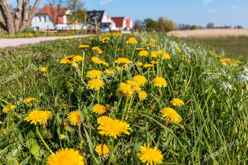 Spring Flower Early Bloomer Dandelion Wayside Ostseebad Ahrenshoop