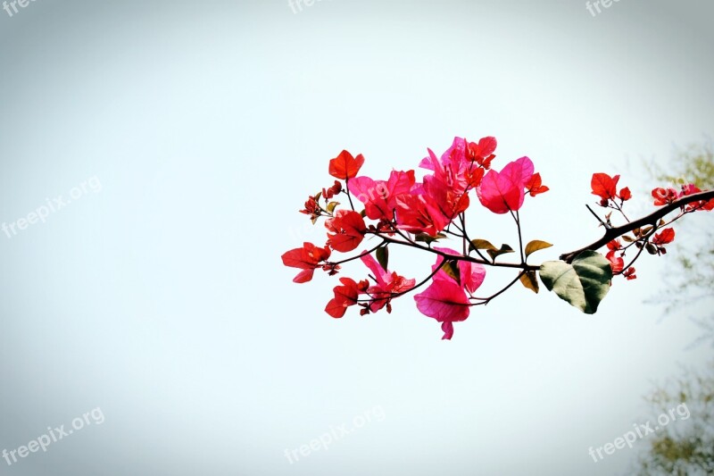 Bougainvillea Flower Xiamen Spring Pink Petals