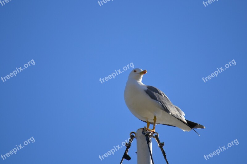 Seagull Water Bird Bird Seevogel Sea