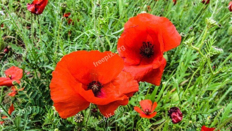 Poppies Flowers Field Nature Spring