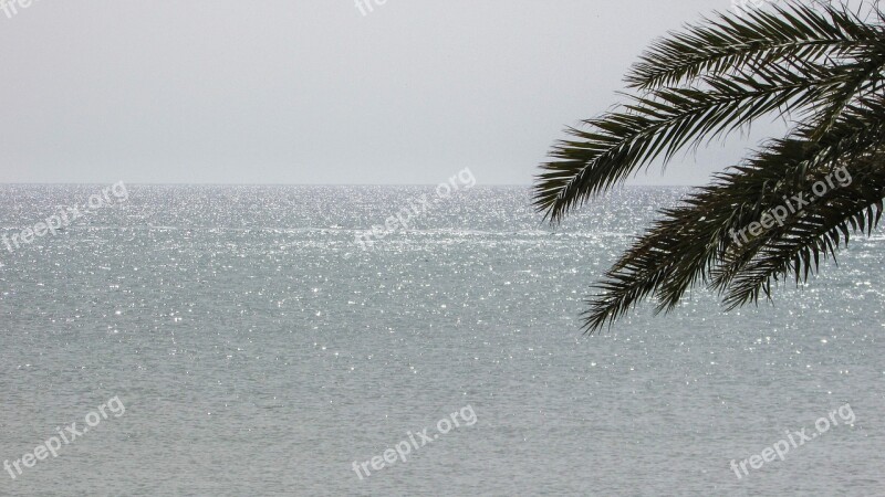 Cyprus Dhekelia Morning Sunlight Palm