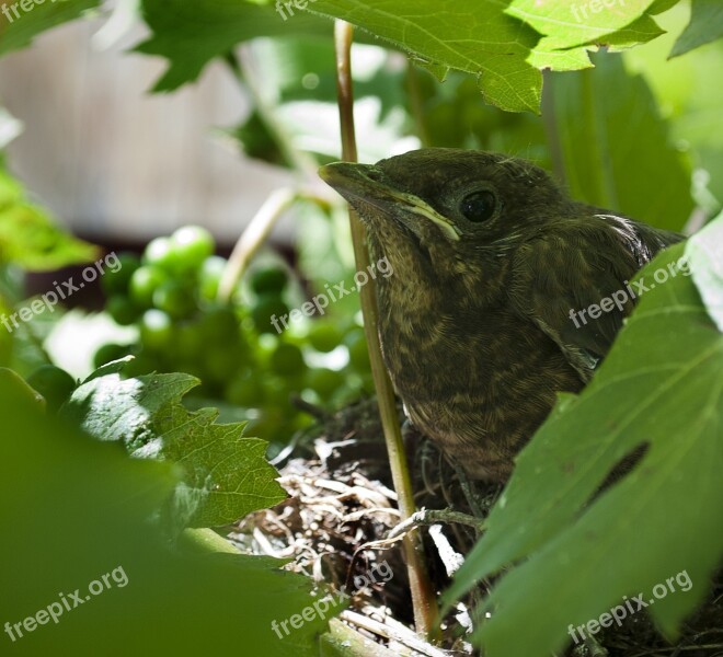 Bird Cub Animal View Leaves