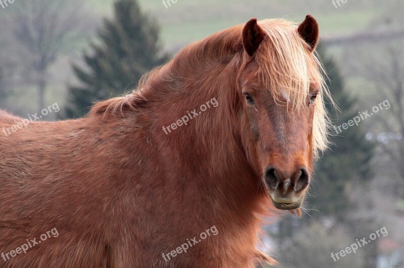 Horse Livestock Brown Strong Kaltblut