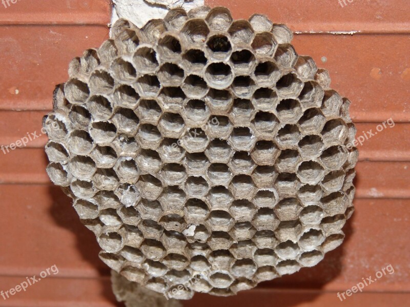 Wasps' Nest Hexagon Wasps Bees Diaper