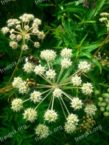 Flower Nature Plant Summer Purple