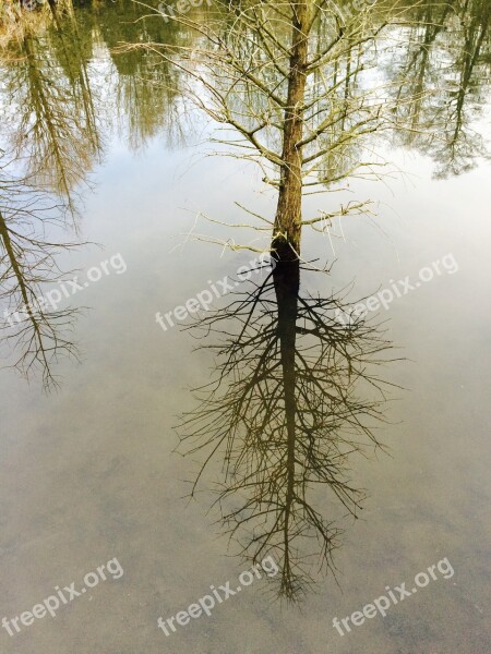 Mirror Mirroring Trees Water Nature