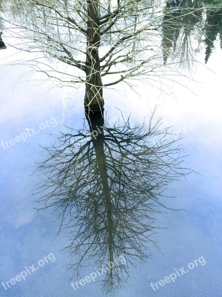 Trees Mirror Mirroring Water Nature