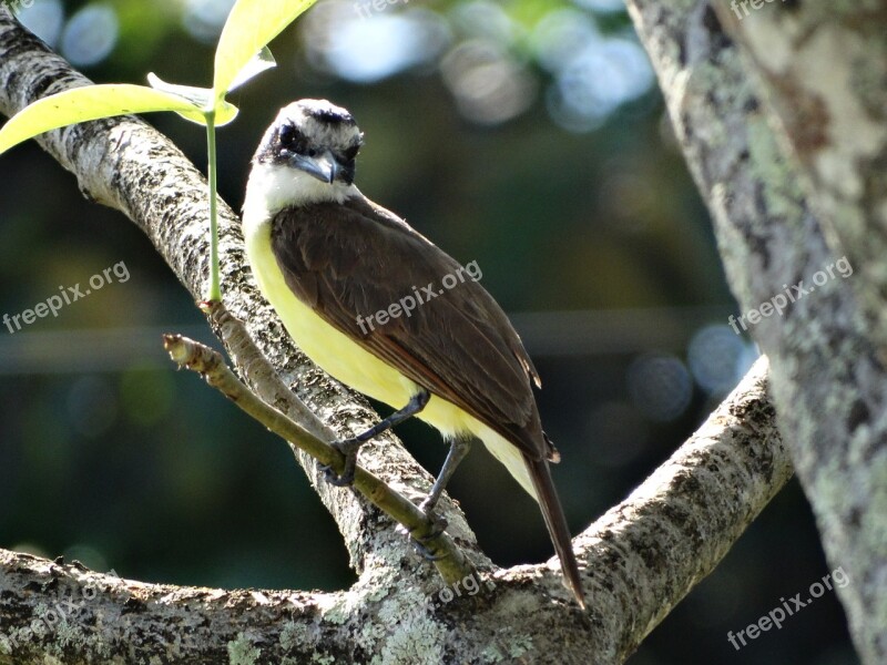 Bird Nature Tropical Birds Cayenne French Guiana