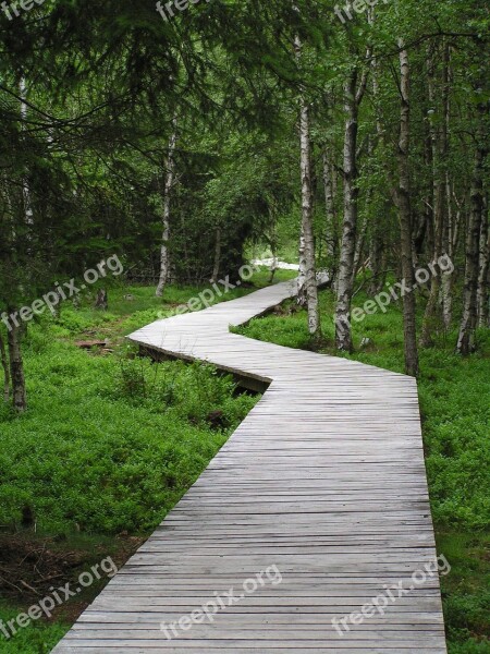 Boardwalk Wooden Track Forest Moor Marsh