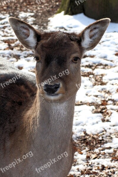 Roe Deer Winter Forest Wintry Fallow Deer