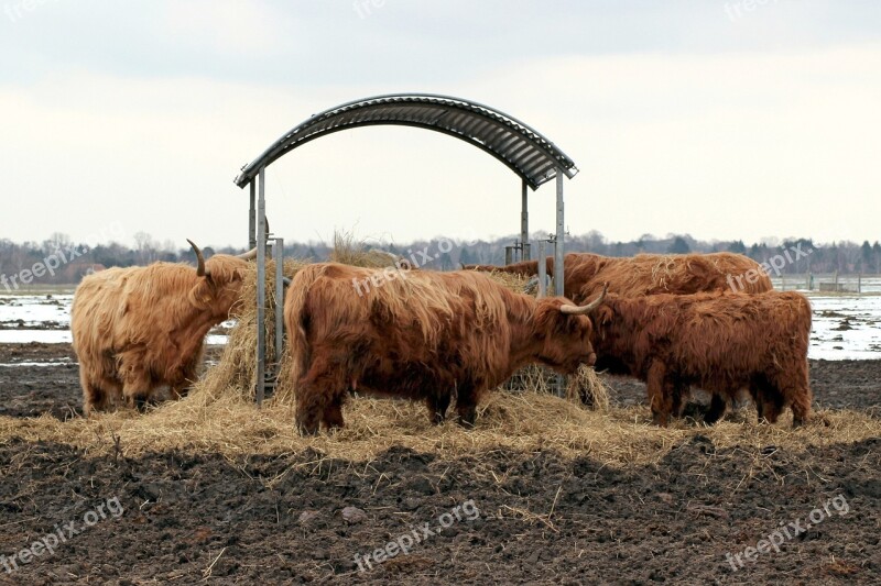 Galloway Beef Cattle Galloway Beef Free Photos