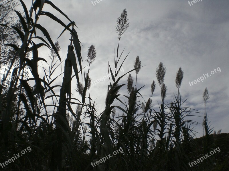 Grasses Mourning Halme Gloomy Monochrome