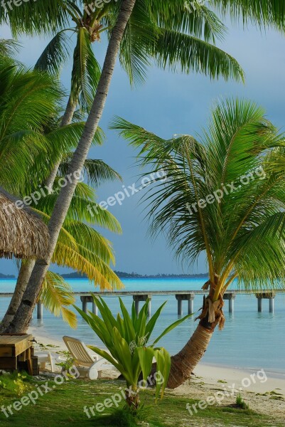 Tropical Beach Palm Tree Island White Sand Free Photos