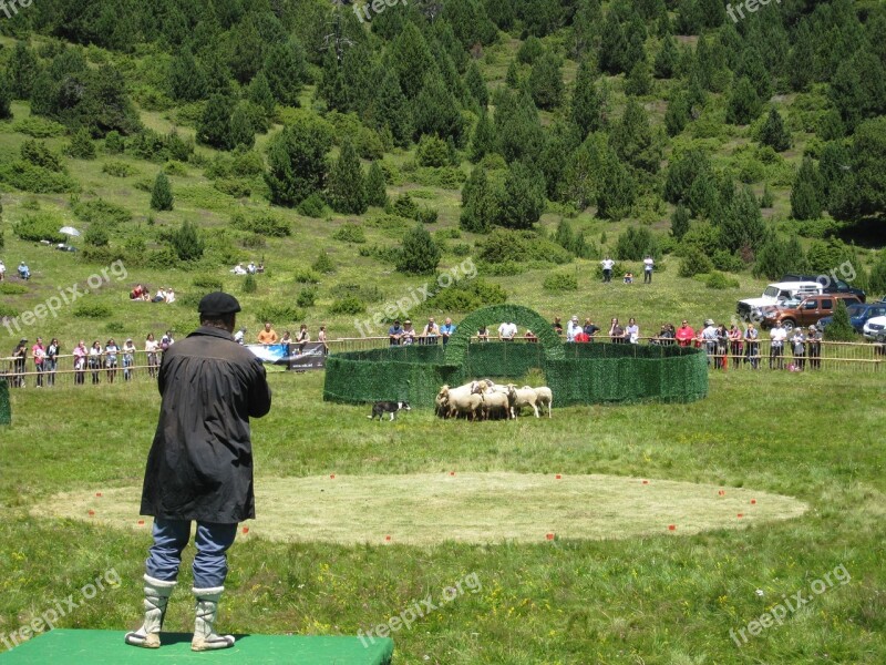 Pastor Livestock Flock Show Competition