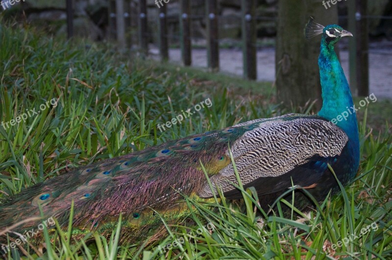 Peacock Zoo Animal Free Photos