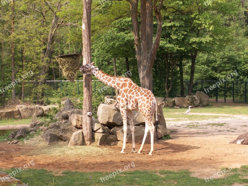 Giraffe Zoo Nuremberg Free Photos