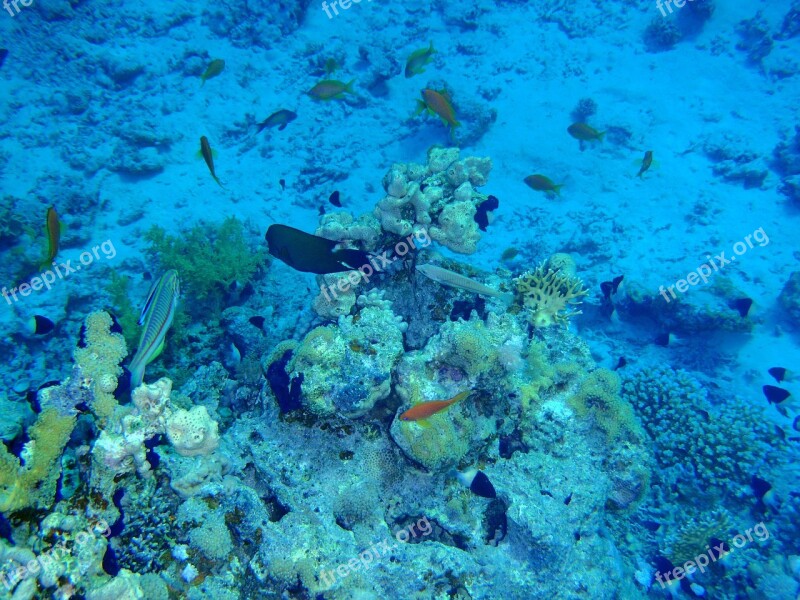 Red Sea Fish Corals Free Photos