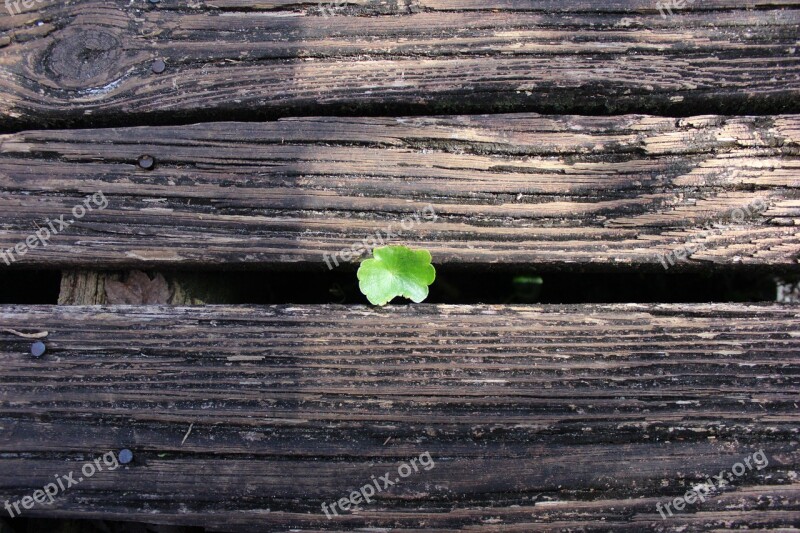 Wood Surface Fence Small Leaf Macro