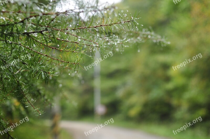 Mountain Trail Trickle Autumn Output Non