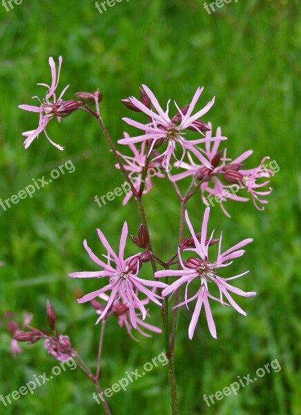 Lychnis Spring Flower Pink Flower Field