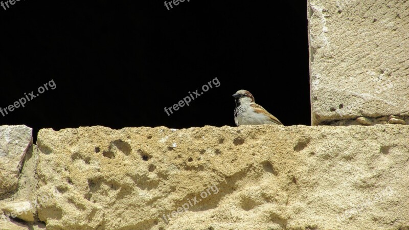 Cyprus Castle Window Sparrow Looking