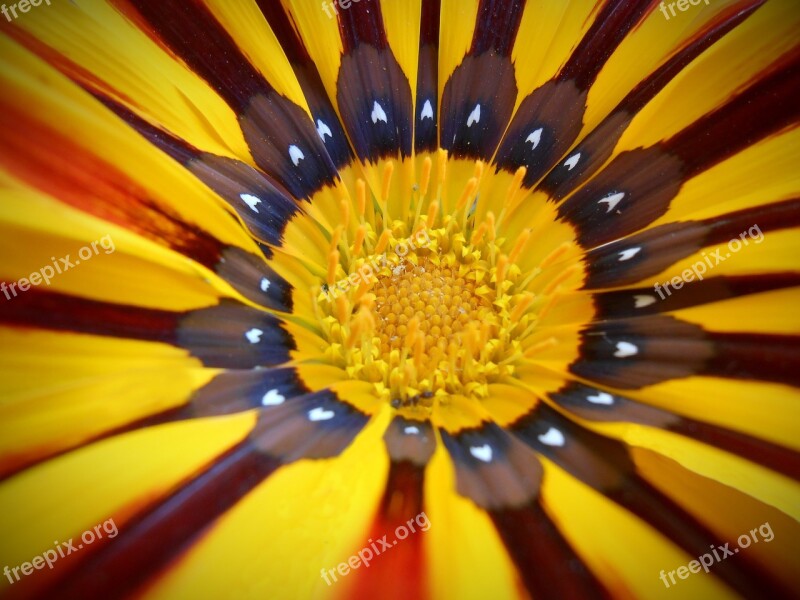 Flower Yellow Yellow Flower Macro Nature