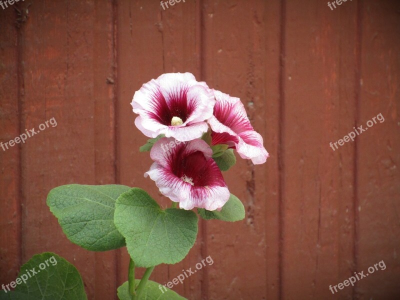 Flower Flowers Nature Pink Flower Bouquet Of Flowers