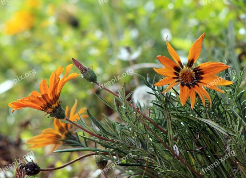 Orange Flowers Orange Yellow Flower Garden