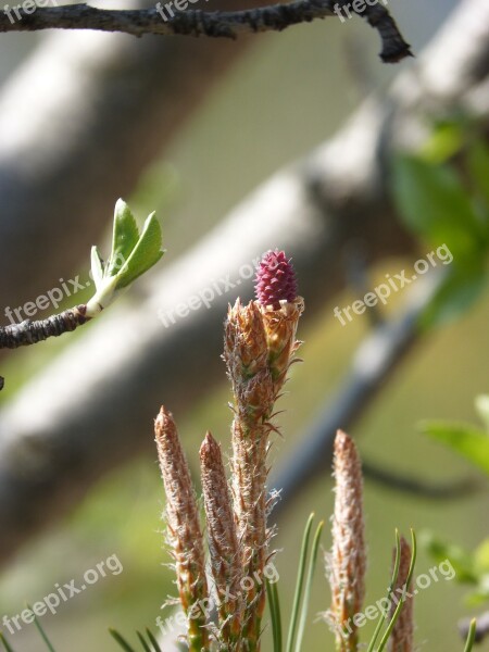 Pine Bud Pine Fruit Free Photos