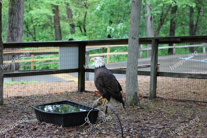 Bald Eagle Bird Caged Eagle American