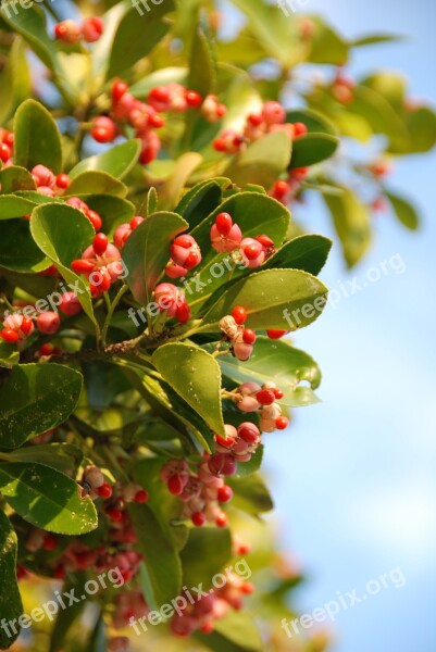 Spindle Flower Red Bush Free Photos