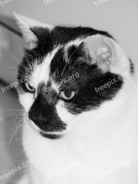 Cat Feline Animal Domestic Animal Cat Eyes