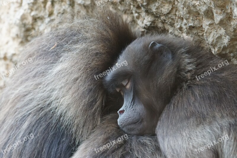 Dschelada Ape Primates Pair Winter