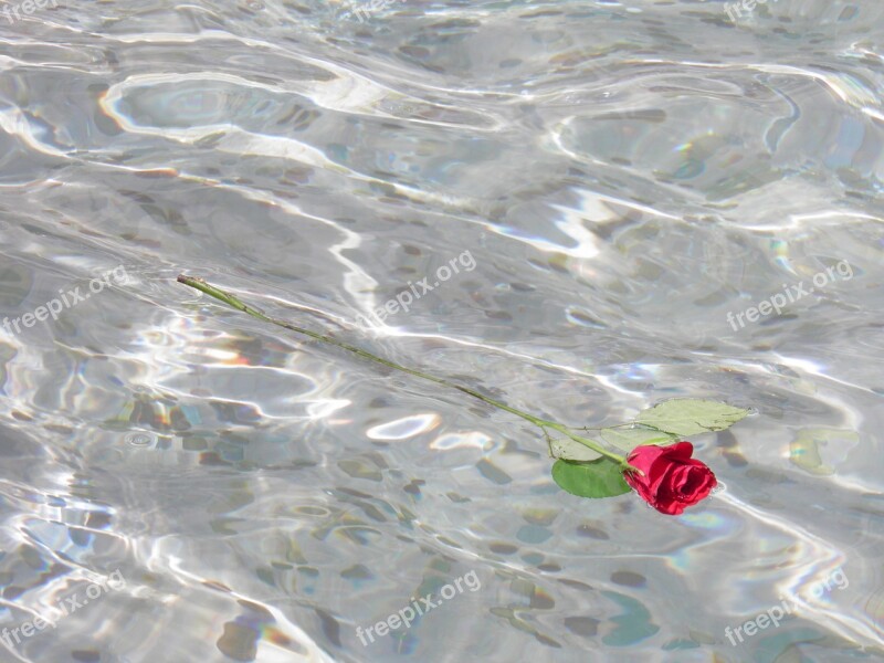 Flower Pink Red Red Flower Water