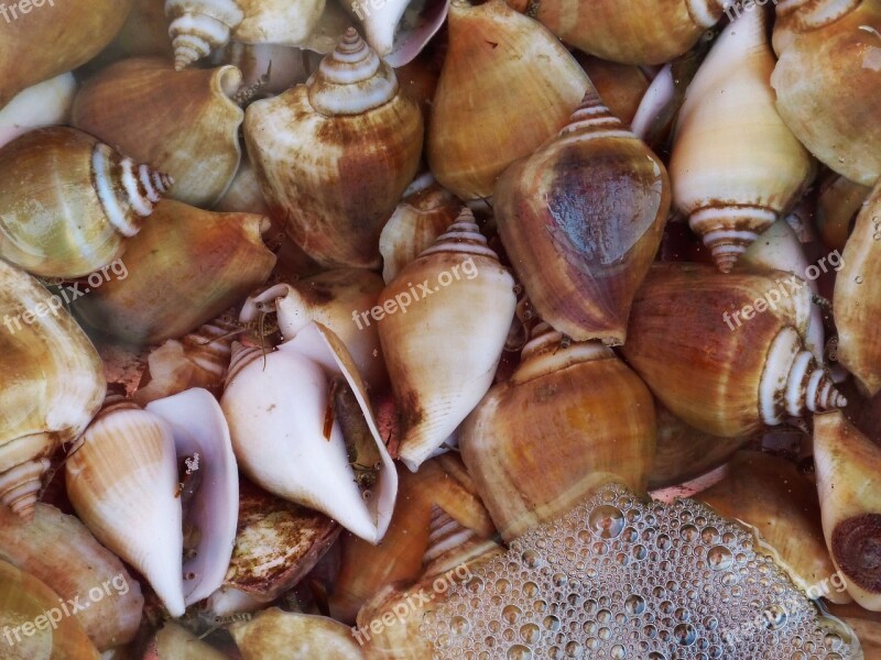 Snail Shell Seafood Fisherman Eat