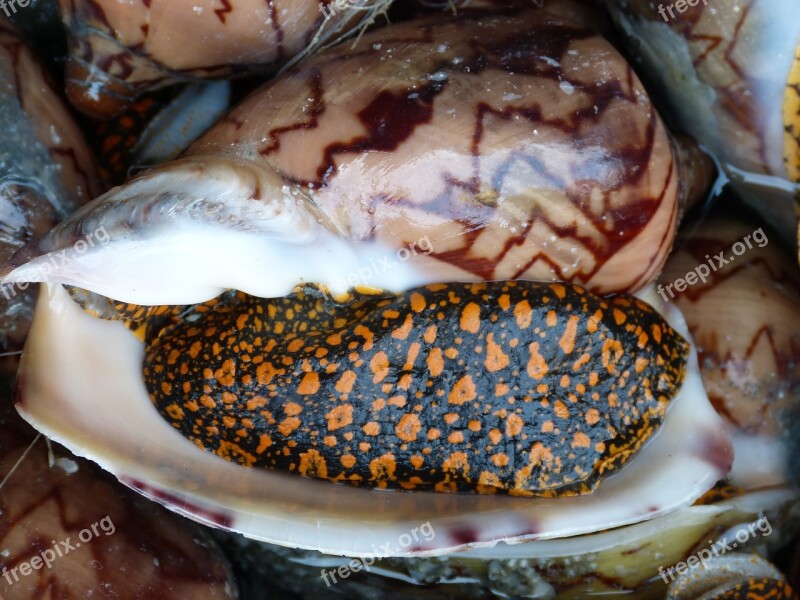 Snail Shell Seafood Fisherman Eat