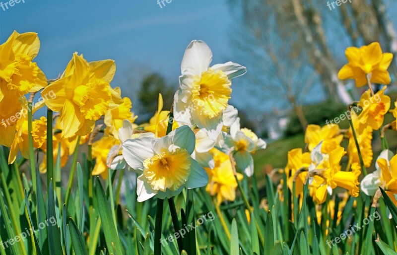 Daffodils Yellow Spring Bouquet Flowers