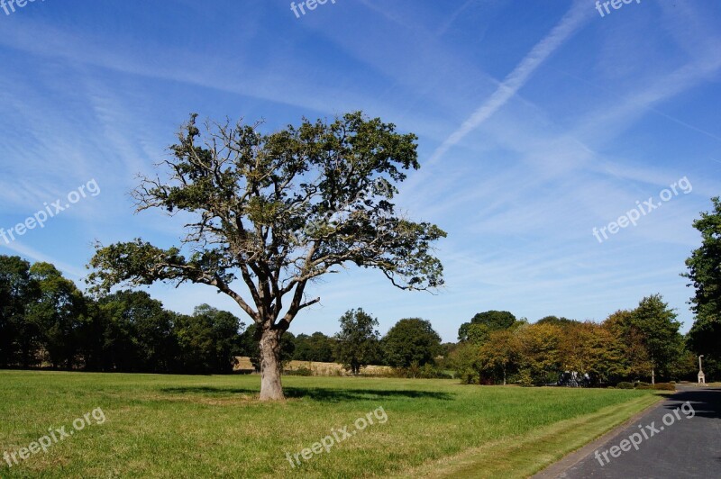 Tree Landscape Cemetery France Calm