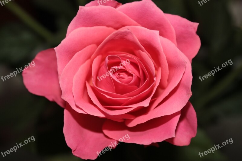 Flower Rose Pink Rose Free Photos