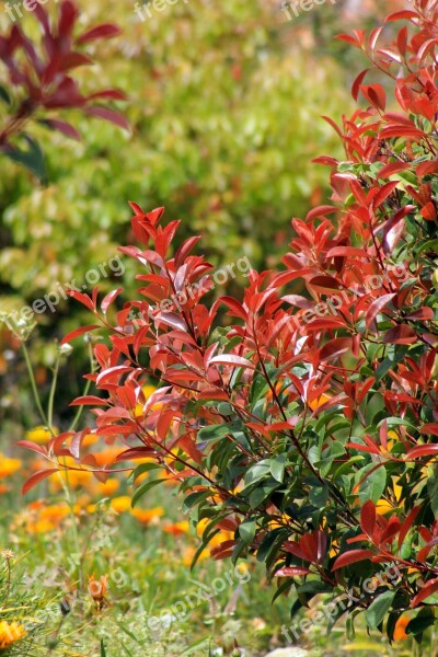 Plants Leaves Garden Nature Growth