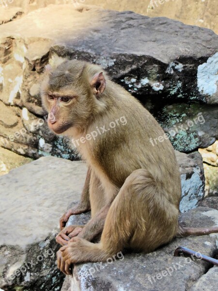 Cambodia Monkey Animal Macaque Look