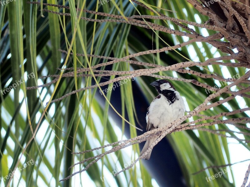 Mahjong Twigs Coconut Trees Free Photos