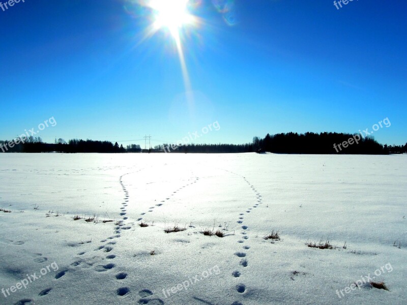 Hare Tracks Trace Frost Frozen Finnish