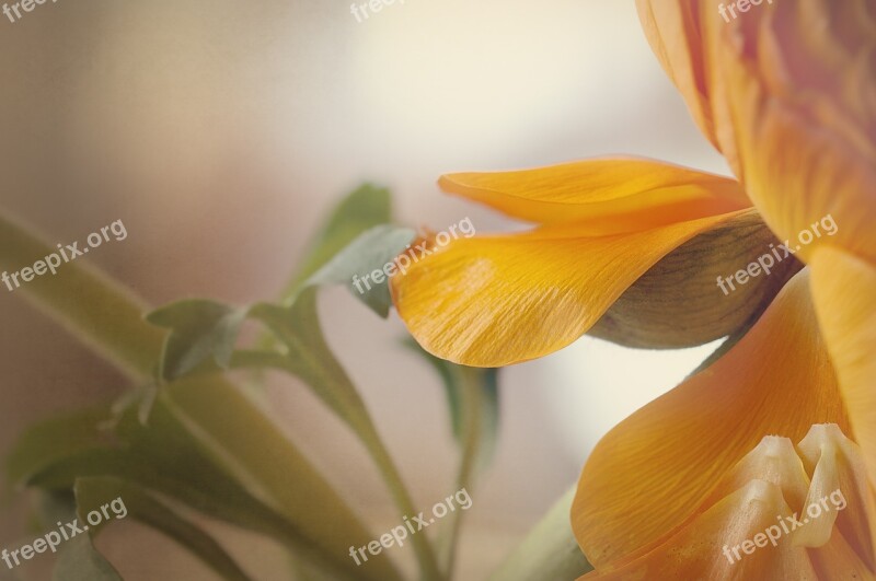 Ranunculus Blossom Bloom Petals Orange